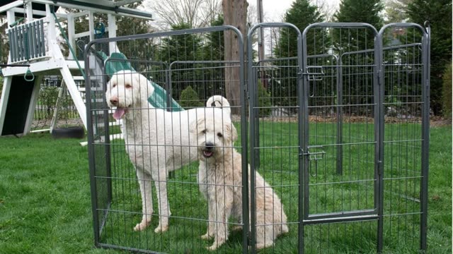 Dog run kennel